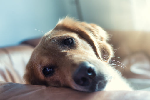 A Guide To Yeast Infections In Dogs